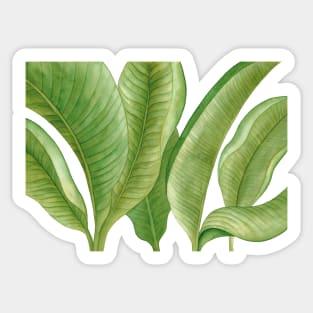 Nature Green Leaves Sticker